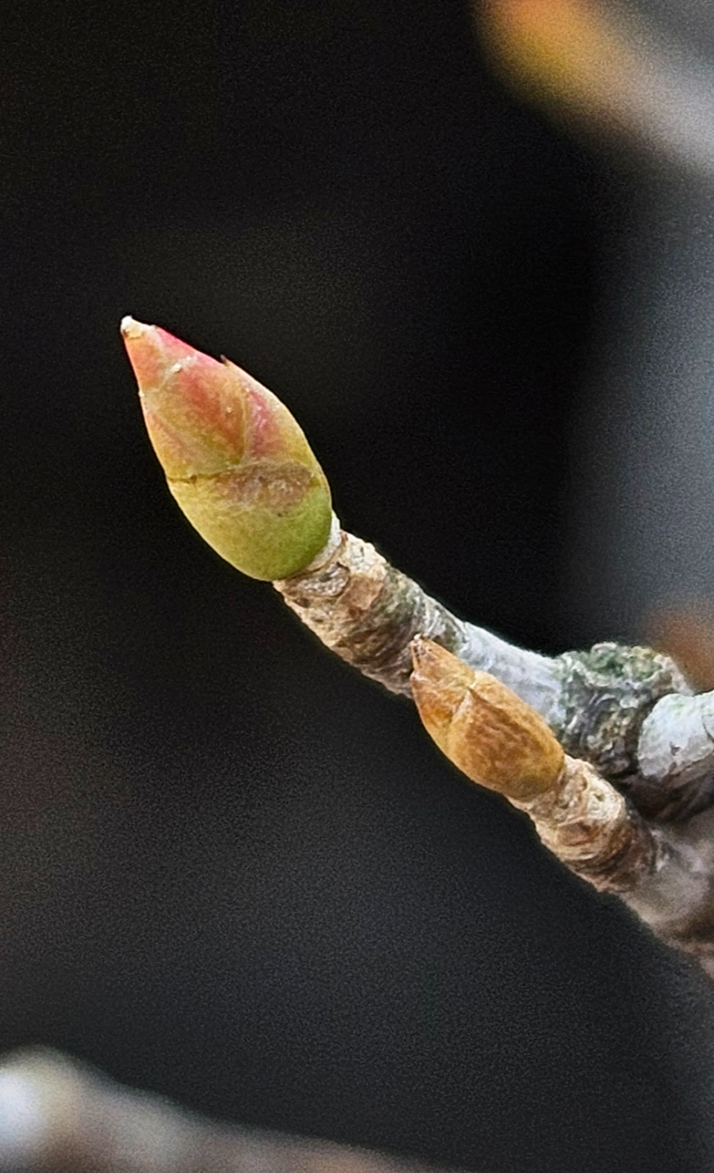 등대꽃나무 겨울눈1