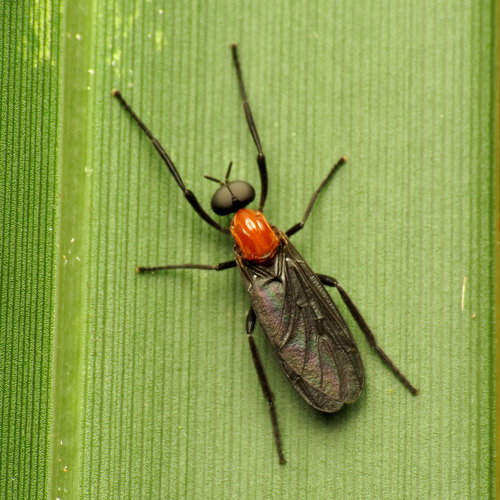 단독 성충 – 몸 전체는 검은색이고, 선명한 빨강-주황색 흉부가 눈에 띕니다. 날개가 투명하게 보입니다.
