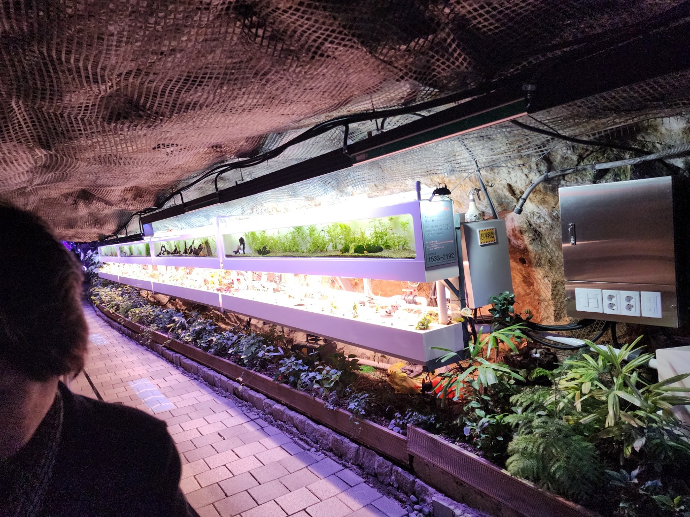 와인동굴 가는길에보이는 식물들과 물고기