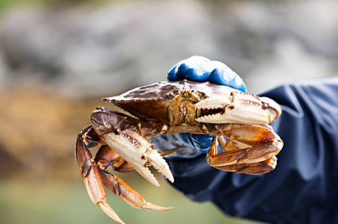 꽃게철, 꽃게찜 찌는 시간, 꽃게 손질 방법