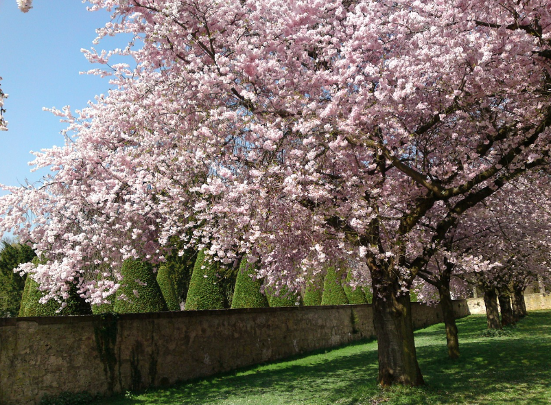 진해 군항제 벚꽃 축제