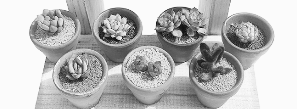 다육이 화분 예시