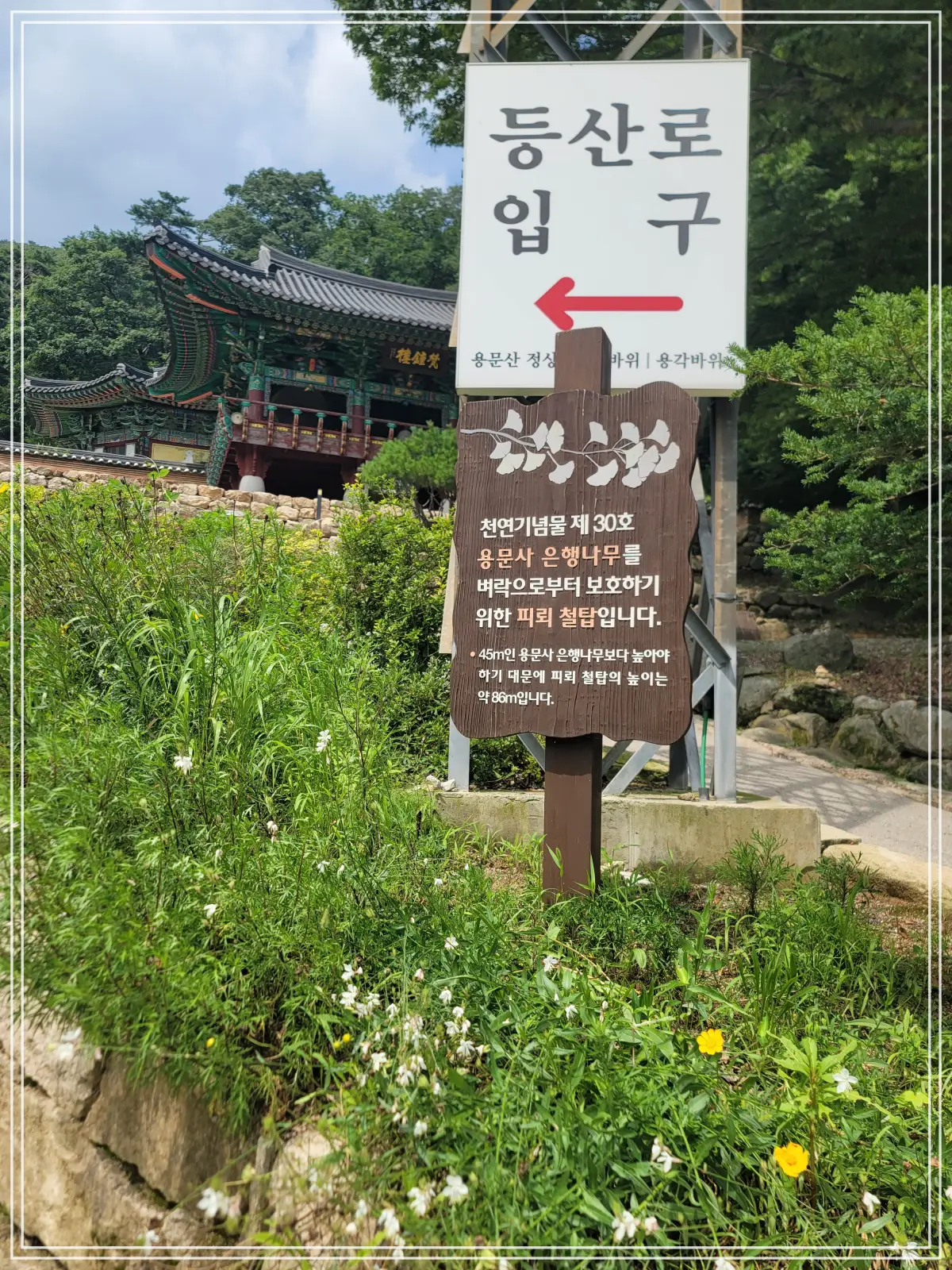 용문사-20250808_135741