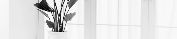 여인초 꽃말: 가장 중요한 관리 요소