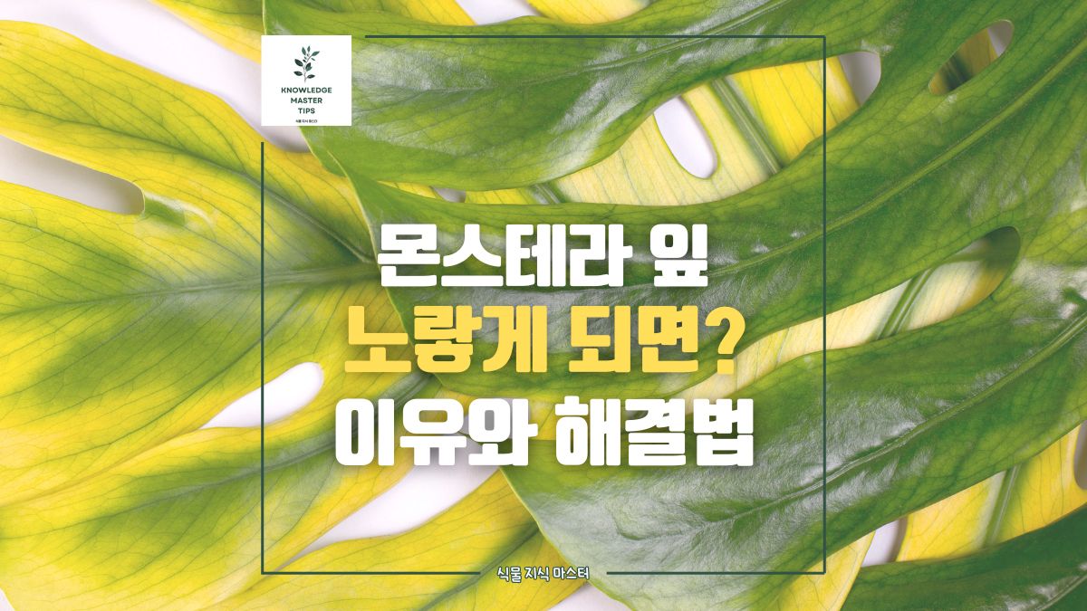 몬스테라 잎 노랗게 변하는 이유와 해결법