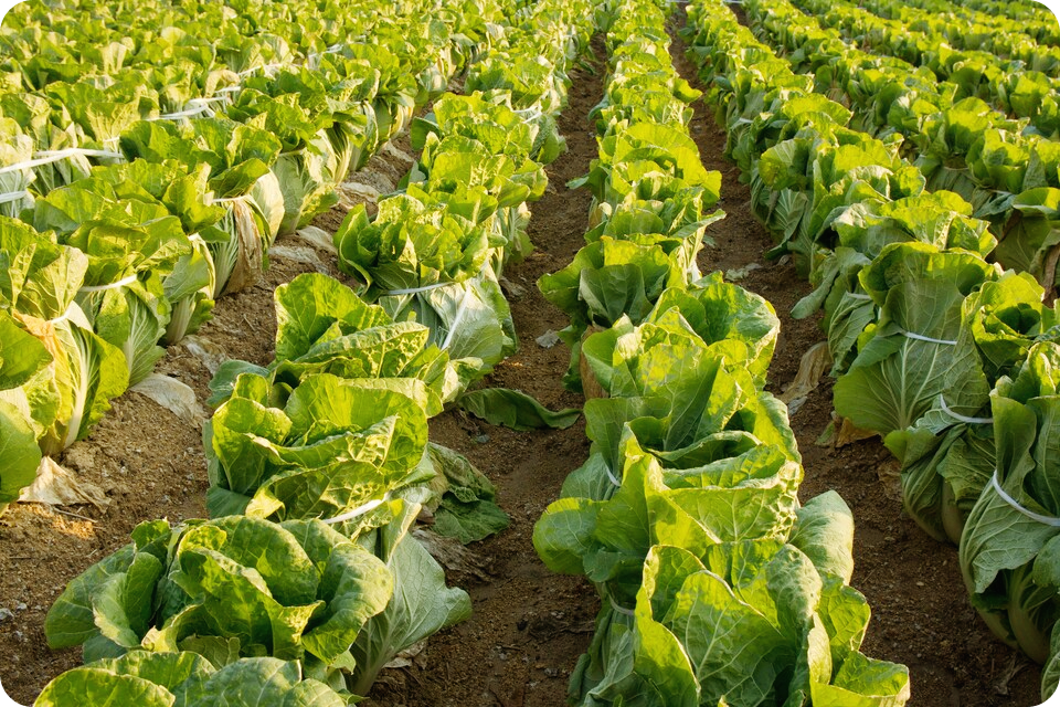 간에-좋은-음식