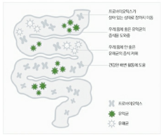 프로바이오틱스