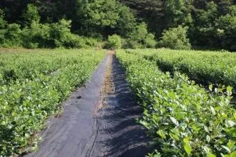아로니아 재배 전정 포인트 병충해 방제 수확 저장_6