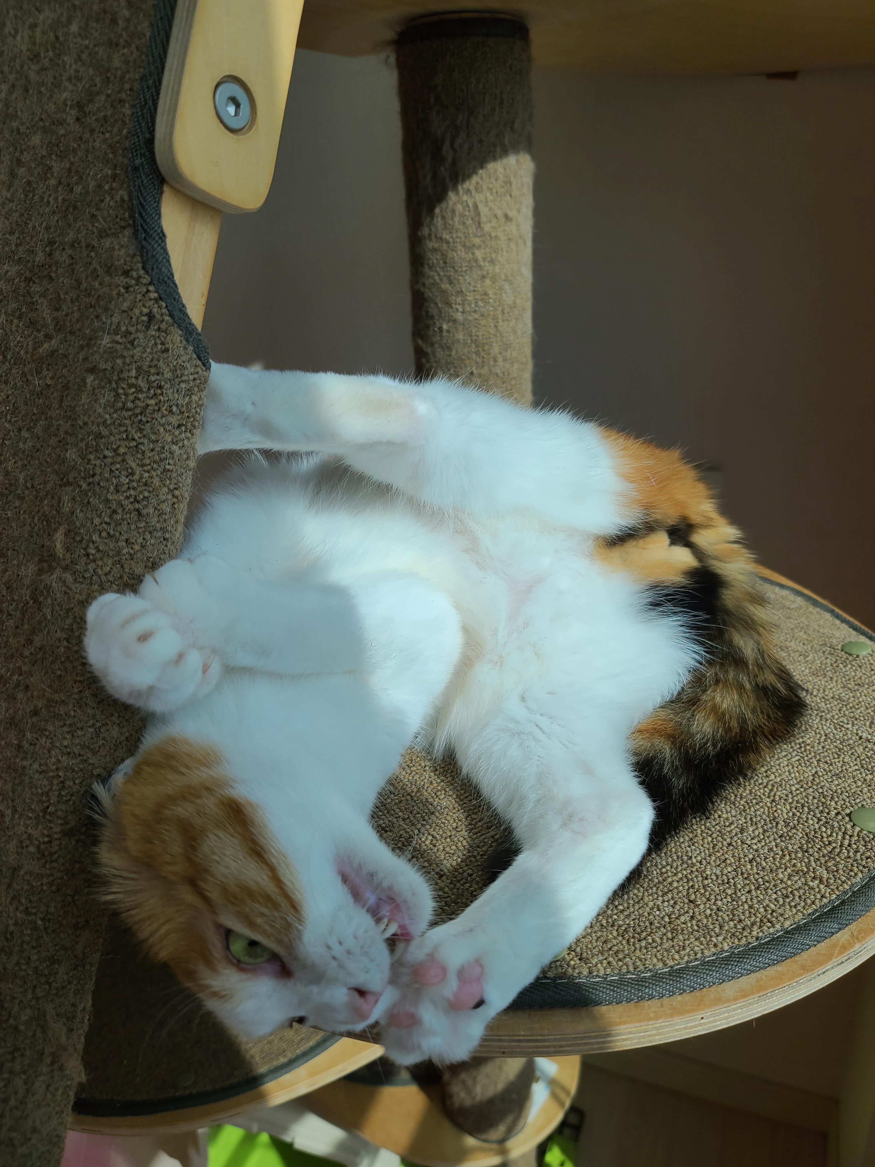 귀여운 아기맹수 사차원고양이