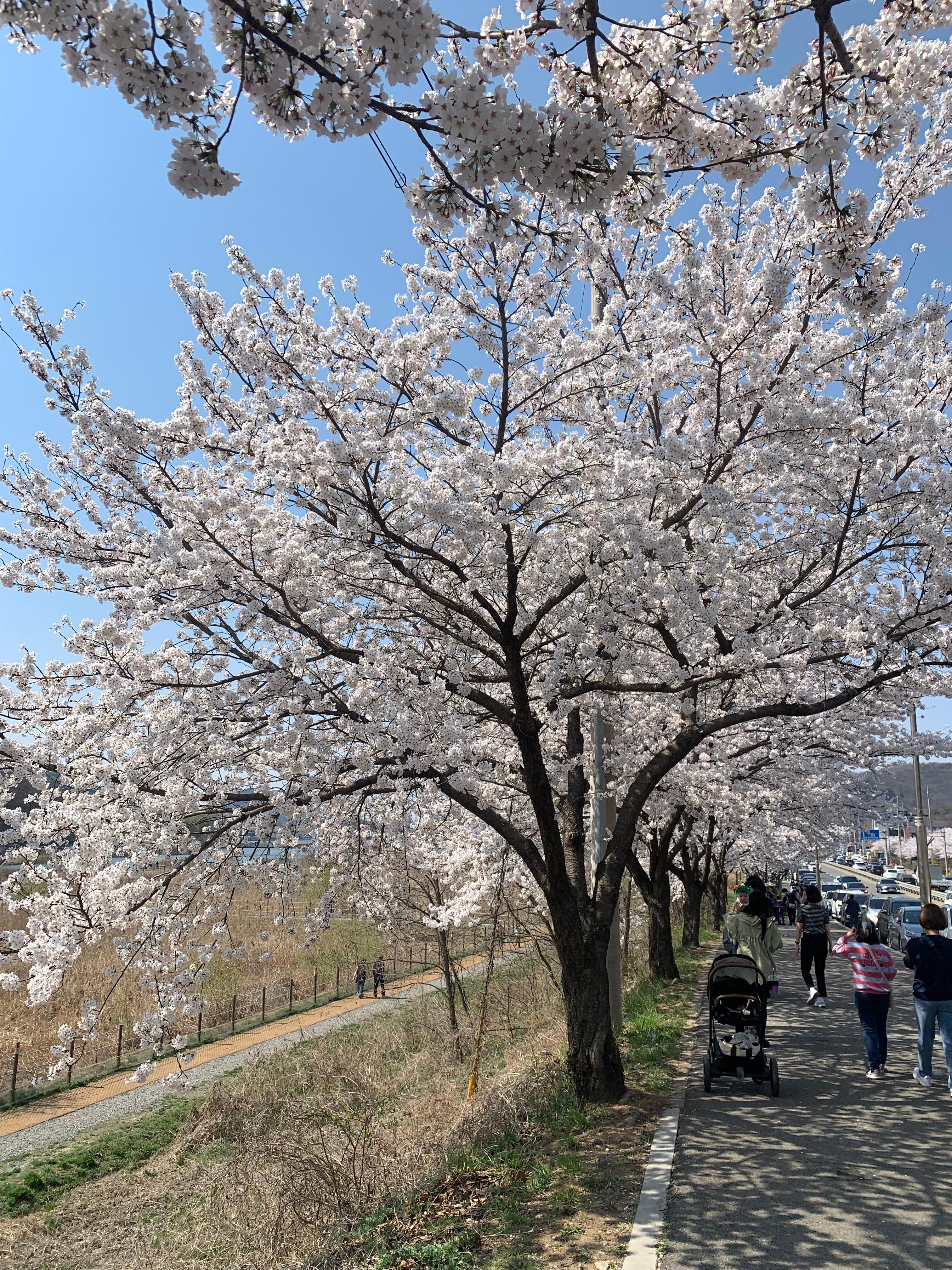 수도권 벚꽃 명소 추천 시흥 물왕호수