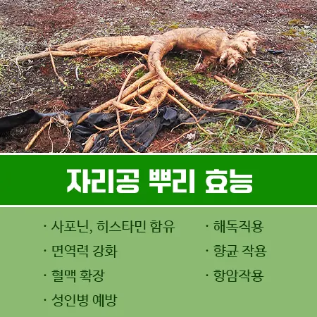 자리공 뿌리