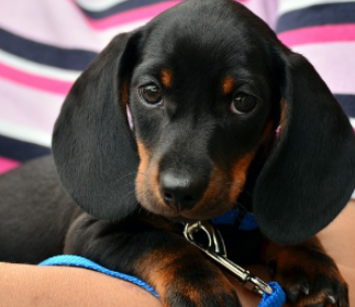 펫보험 펫실비보험 반려견 반려묘