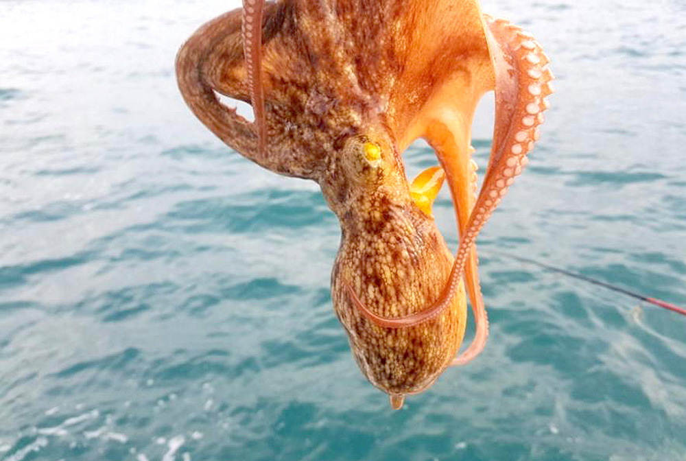 거제도 배낚시 노인과바다