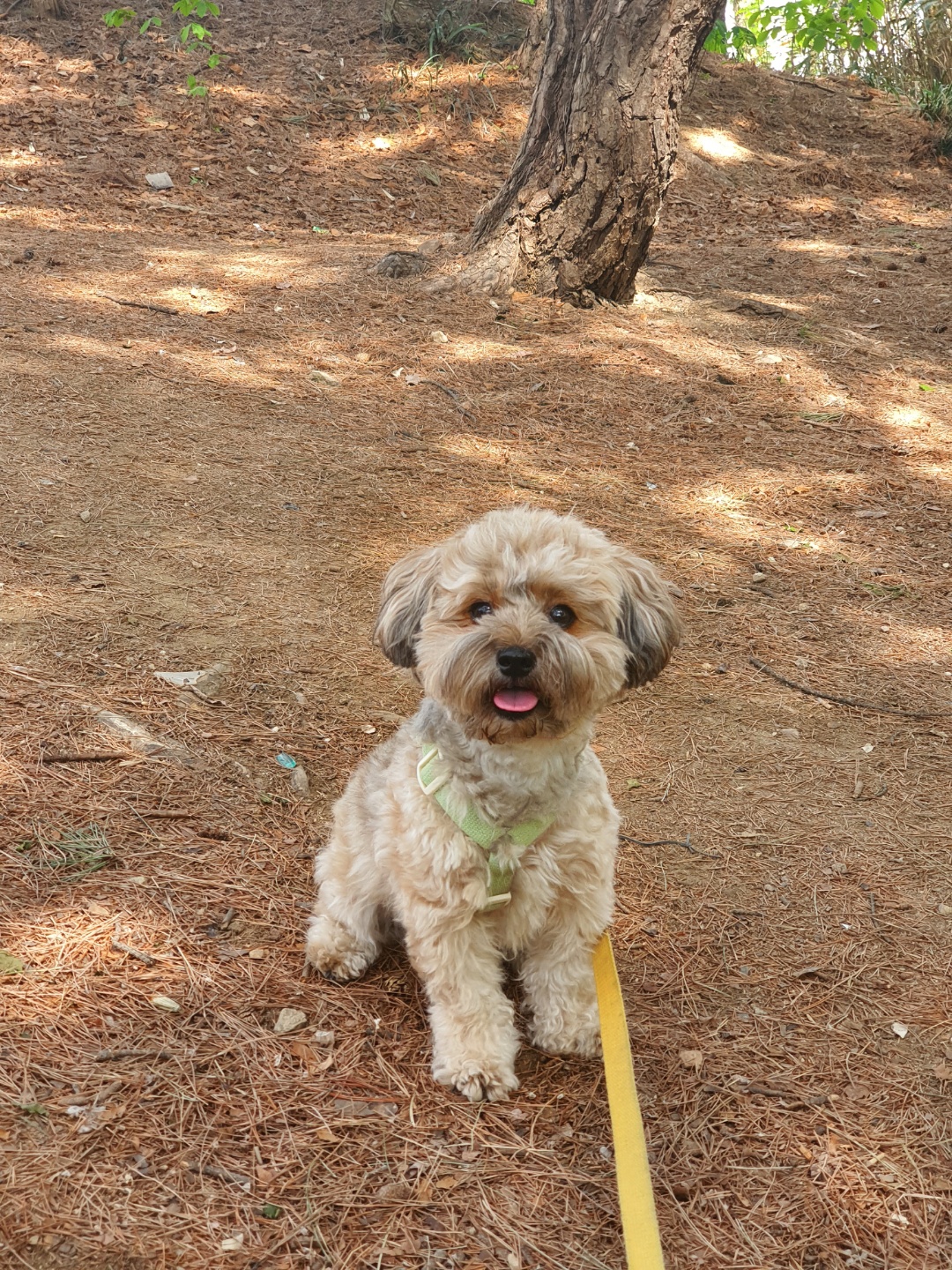 산책 중 웃고 있는 토리