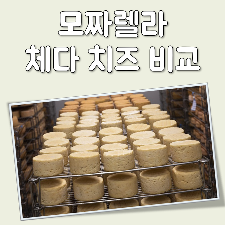 모짜렐라 vs 체다 치즈: 효능, 영양 성분, 칼로리, 부작용 비교 대표 이미지