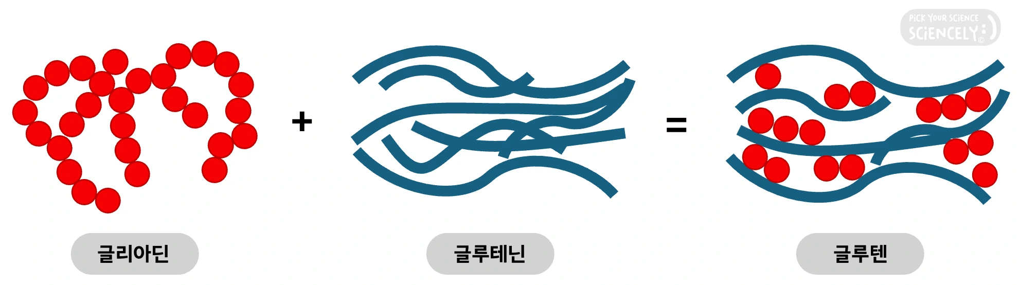 글리아딘, 글루테닌, 글루텐 단백질, 아미노산 사슬, 단백질 접힘, 단백질 구조, 밀가루, 제빵