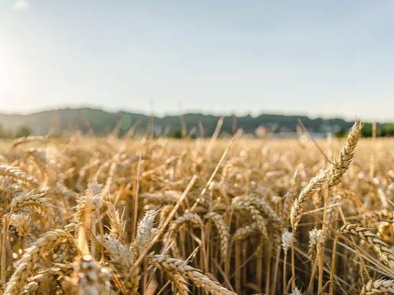 글루텐 포함된 카무트 효소