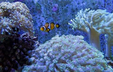 호관원 프리미엄 가격