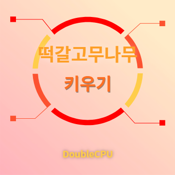 떡갈고무나무 키우기