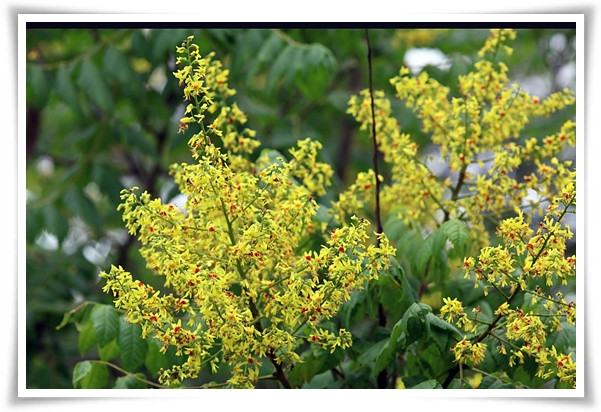 화초 "모감주나무" 황금빛 비를 내리는 신비로운, 꽃보다 열매가 예쁜 나무!