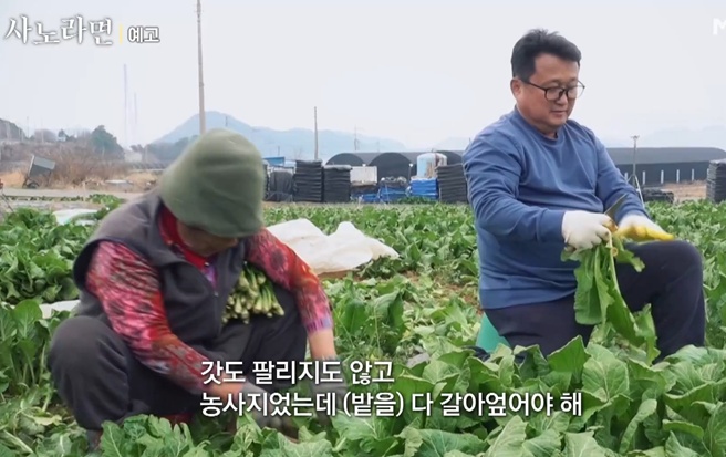 사노라면-오뚝이-춘화-엄마-여수-갓김치
