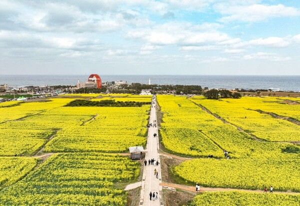 역대급 규모 국내 봄꽃 여행지 추천 TOP5