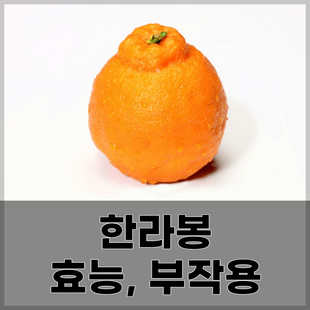 한라봉 사진