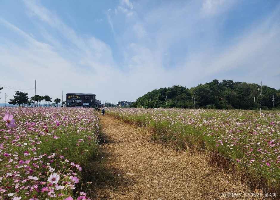 간월도