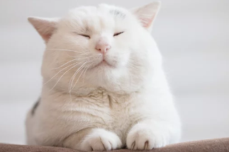 비만고양이/출처:어도비스톡