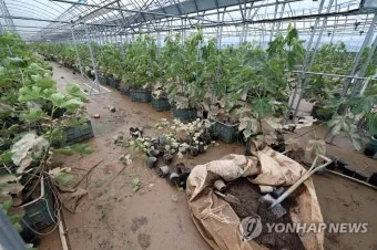 무화과 재배 가지 전정 하우스 보온 수확 연장_9