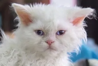 셀커크 렉스의 특징과 기르는 방법