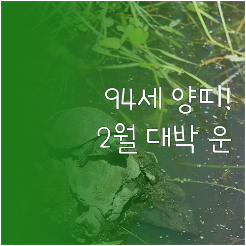 1931년생 양띠 2월 종합 운세와 ..
