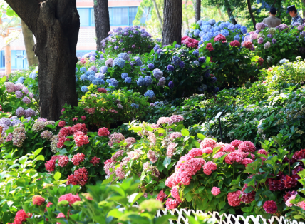 서울 도심 속 수국 명소, 초안산 수국동산 완전정복!