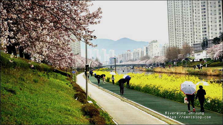 온천천 유채꽃 벚꽃길