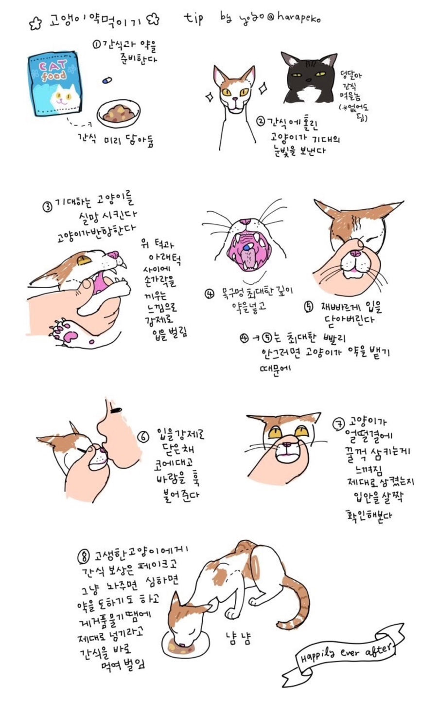 고양이약먹이기, 고양이밥안먹을때, 고양이케어