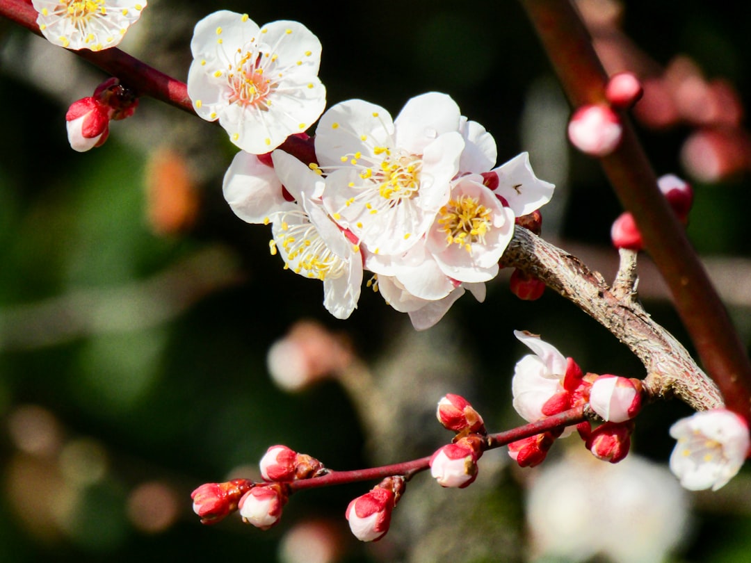 Plum blossom
