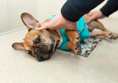 엑스레이를 찍는 개