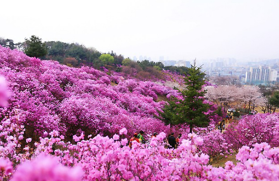 원미산-진달래축제