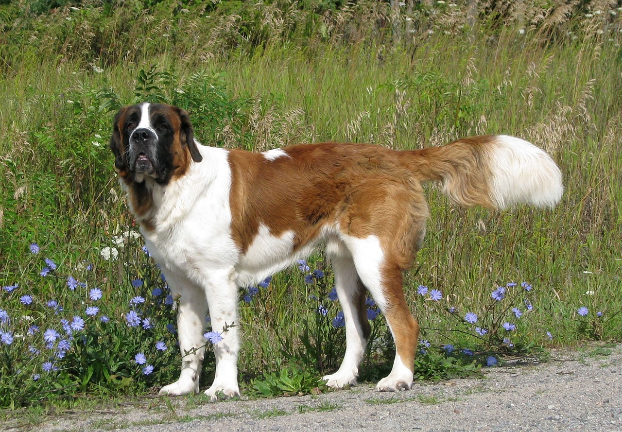 세인트 버나드(Saint Bernard)4