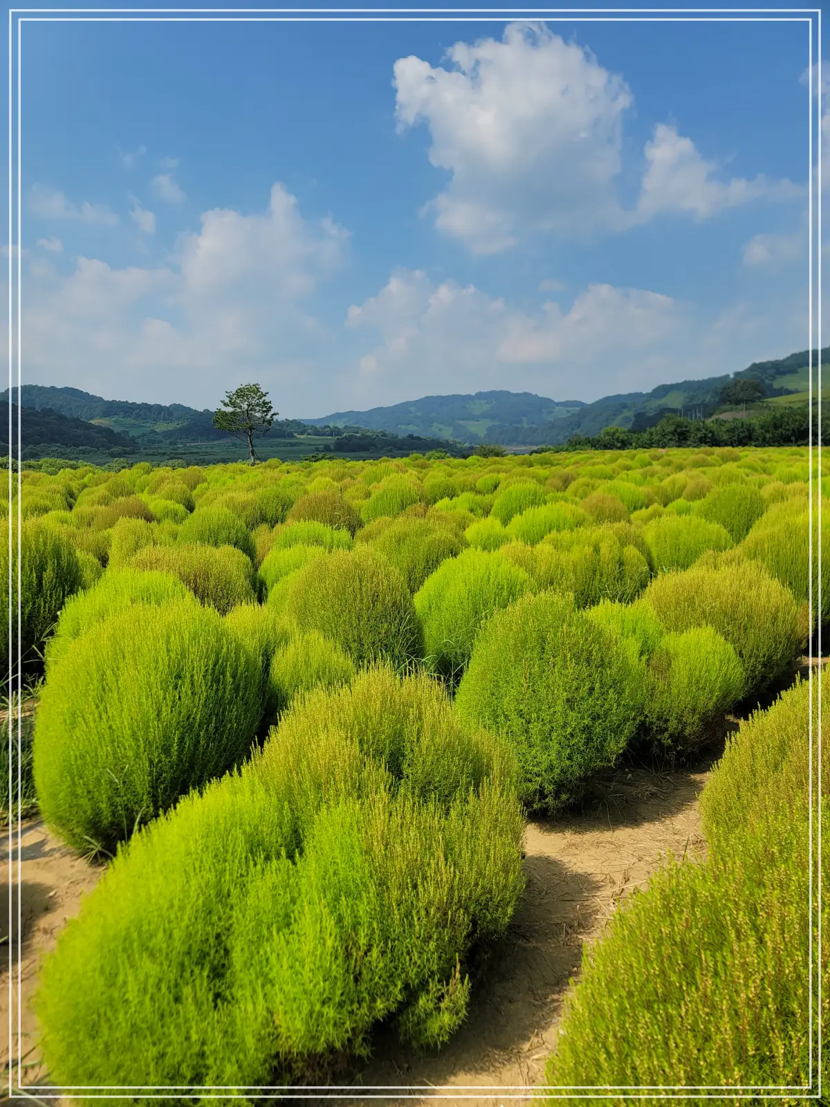 댑싸리-정원-하늘