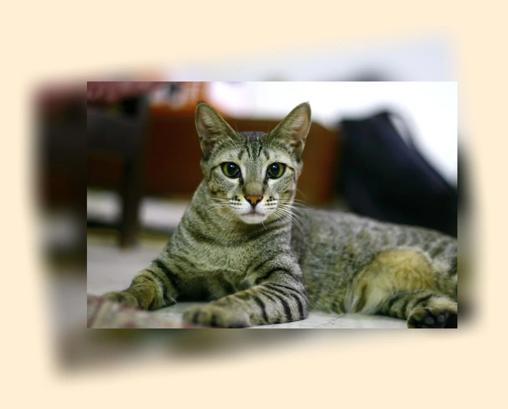 반려묘 입양_3_subsection