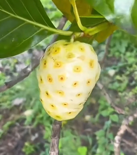 노니 효능 부작용