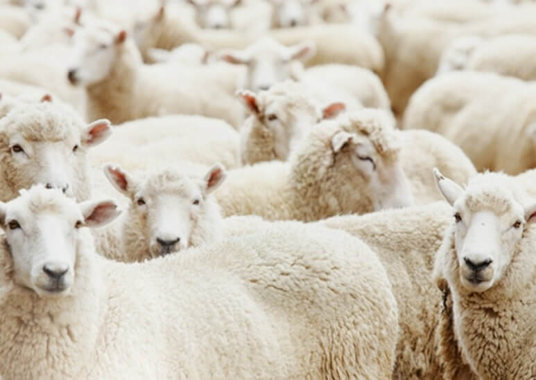 르무통 신발 양털