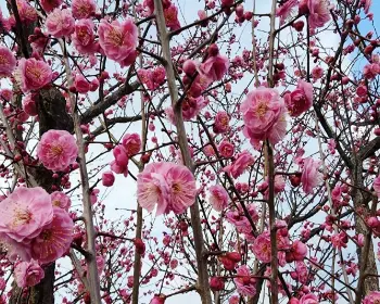 광양 매화축제_35