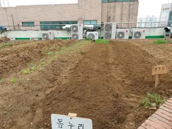 봄 텃밭 준비 토양 갈기 석회 퇴비 잡초 씨 제거_5