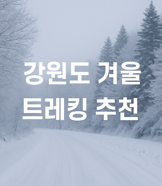 강원도 겨울 트레킹 추천 BEST 5 : 설경 걷기 좋은 길