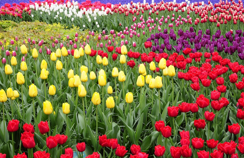 튤립 축제 사진