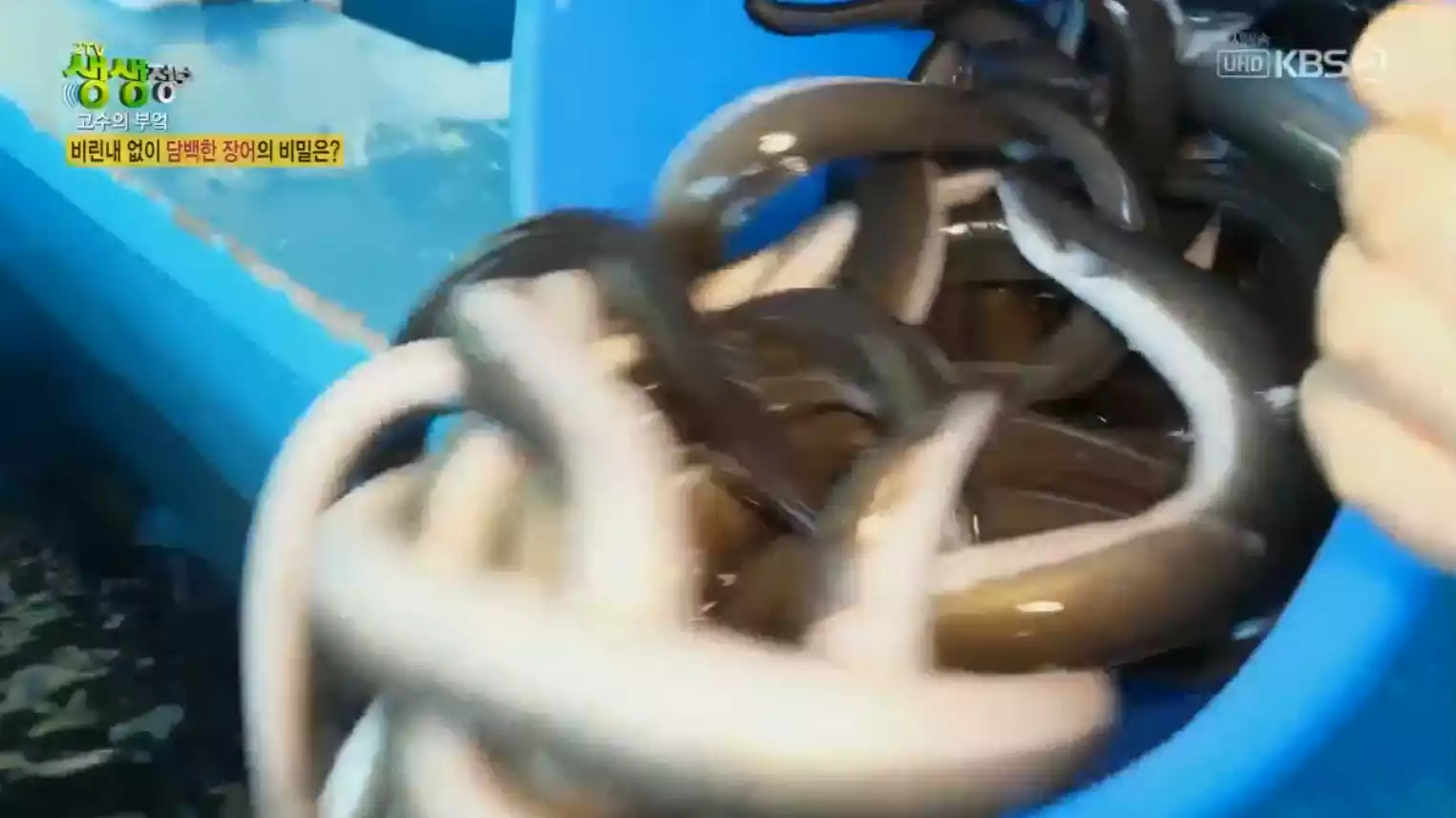 생 장어
