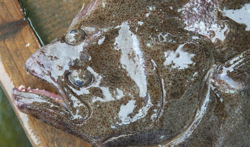 광어효능 도미효능 서천 자연산 광어 도미 축제