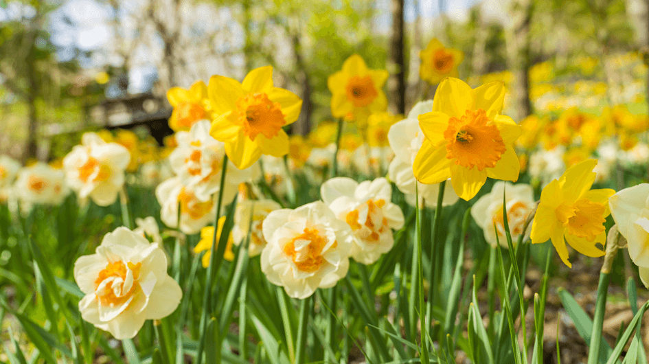 화담숲 예약방법 총정리